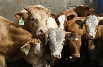 إسرائيل : عقوبات على السلطة الفلسطينية لمنعها استيراد الأبقار من الدولة العبرية