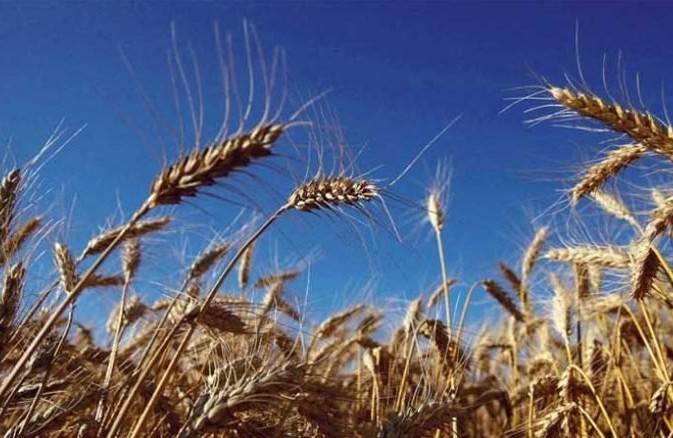 المغرب.. الجفاف يخفض إنتاج الحبوب وسط أزمة قمح عالمية